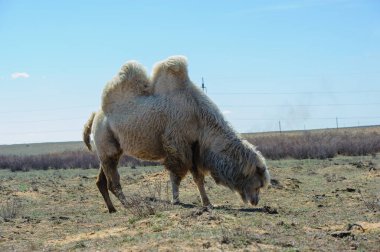 Rusya 'nın güneşten sırılsıklam olmuş bozkırında hareketsiz duran bir devenin portresi..