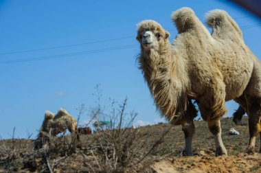 Anlamlı gözleri ve kalın kürkü olan bir devenin portresi..