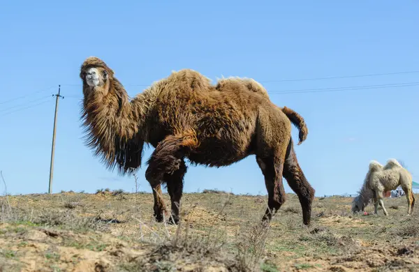 Yalnız deve Astrakhan bozkırında duruyor