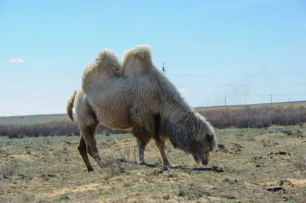 Rusya 'nın güneşten sırılsıklam olmuş bozkırında hareketsiz duran bir devenin portresi..
