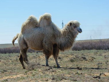 Küçük bir deve grubu, Rusya 'nın engin bozkırlarında yavaşça ilerler.,