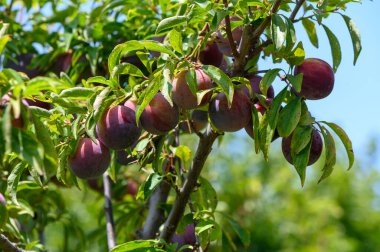 Kıbrıs Kırsal Bahçesinde Mor Erikler Büyüyor