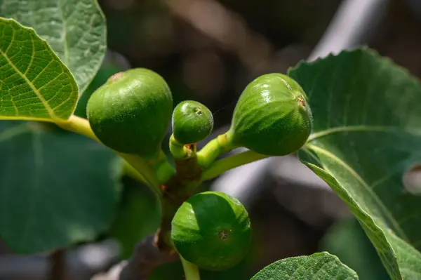 Kıbrıs Meyve Bahçesinde Olgunlaşmamış Yeşil İncir Dalında