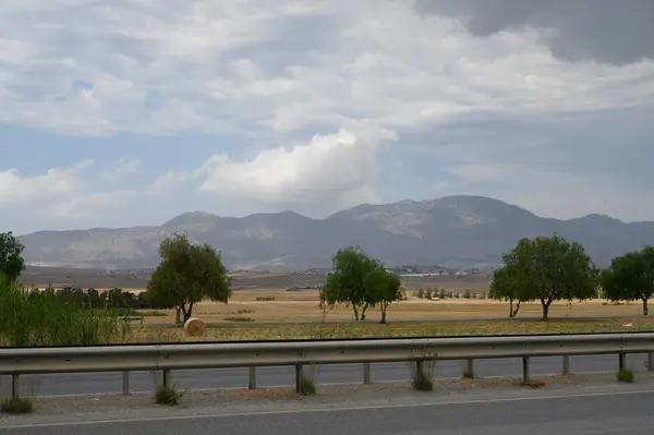 Kıbrıs 'ta Dağ Arkaplanlı Yeşil Ağaçlar