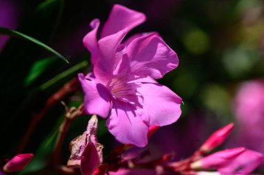 Kıbrıs 'ta çiçek açan güzel pembe zakkum çiçekleri, toksik ama yaygın olarak kullanılan bir süs bitkisi.