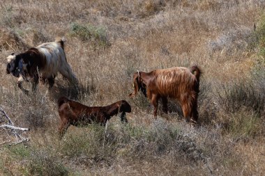 Akdeniz güneşinin altında uzun kulaklı bir grup geleneksel Kıbrıs keçisi kuru çimlerde otluyor.