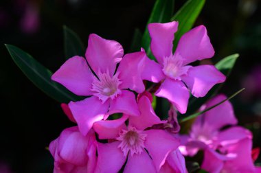 Kıbrıs Bahçesinde Zehirli Pembe Oleander Çiçekleri