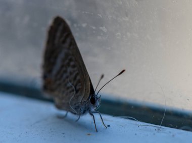 Gece kelebeğinin dinlendiği sakin bir an, gün boyunca yumuşak ışık ve doğal dokularla dolu bir balkonun kenarında dinlenir..
