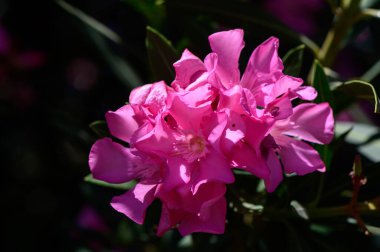 Pembe Oleander Çiçekleri Çiçek Açtı, Kıbrıs 'ta Zehirli Bitki