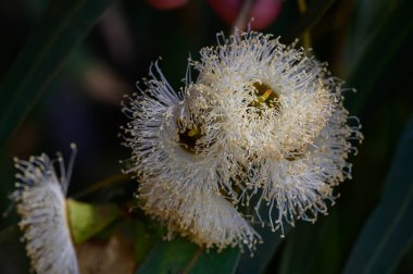 Kıbrıs 'ın yaz güneşinde yeşil yapraklı bir dalda açan beyaz kabarık okaliptüs çiçekleri..
