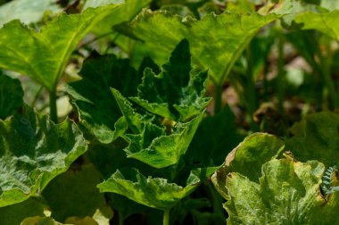 Misk kedisi kabağı bitkisinin büyük yeşil yaprakları yaz güneşi altında sıcak bir Kıbrıs bahçesinde gelişiyor..