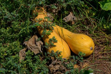 Kıbrıs 'ın kırsal kesimindeki güneşli bir sebze bahçesinde toprakta yetişen olgun tereyağı ezmesi.