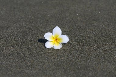 Taze beyaz tropikal begonviller Kıbrıs 'ın sakin kıyılarında sıcak altın kumda dinleniyor..