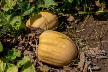 Kıbrıs Rum Kesimi 'nin Akdeniz güneşinde, doğrudan bahçe topraklarında yetişen olgun muscat ezmesi.