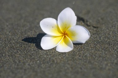 Zarif beyaz bougainvillea çiçeği Kıbrıs 'ın güneşli sahili boyunca zarif kumlu sahilde dinleniyor..