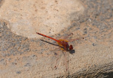 Yusufçuk yüzme havuzunun yanındaki fayanslı zeminde dinleniyor. Yaz günü, ılık melodiler, sessiz doğal an..