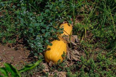Muscat, yazın Kıbrıs 'ın kırsal bir bahçesinde yeşil yaprakların arasında olgunlaşarak eziliyor..