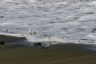 Kıbrıs Rum Kesimi 'ndeki Huzurlu Akdeniz Sahili