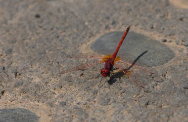 Yüzme havuzunun yakınındaki sıcak bir taş yüzeyde dinlenen bir yusufçuğun yakın çekimi. Parlak doğal ışığa yakalanmış.