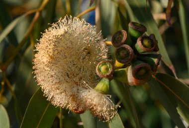 Kıbrıs 'ta çiçek açan okaliptüs çiçeğine yakın çekim, parlak güneş ışığı altında narin taç yaprakları ve canlı doğal renkler sergiliyor.