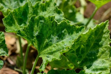 Muscat Pumpkin Kıbrıs Bahçesinde Güneşin Altında Büyüyen Yapraklar
