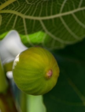 Kıbrıs 'ta bir dalın üzerindeki olgunlaşmamış yeşil incir, Akdeniz' in güneş ışığındaki pürüzsüz dokusunu vurguluyor.