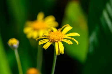 Kıbrıs 'ta Akdeniz güneşinin altında yetişen yabani sarı papatyalar bahar manzarasına canlı renkler katıyor.