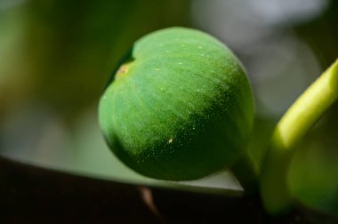 Kıbrıs 'taki bir şubede büyüyen olgunlaşmamış yeşil incir, Akdeniz doğası ve geleneksel tarımı sembolize ediyor.