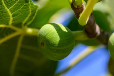 Kıbrıs 'ta bir ağaç dalında asılı duran olgun incir ağacının yakınına Akdeniz tarımı ve doğal meyve güzelliği sergileniyor.