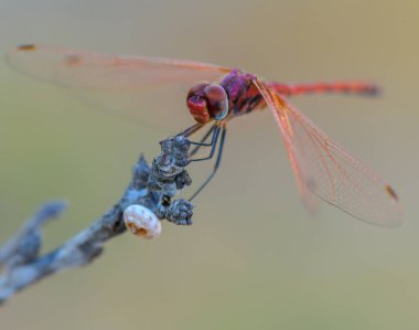 Kıbrıs 'ta parıldayan altın bir günbatımına karşı bir dala tünemiş bir yusufçuğun sanatsal makro çekimi,