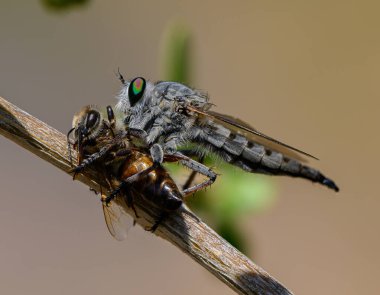 Hırsız, Kıbrıs 'ta Ağaç Dalında Arı Avıyla Uçuyor