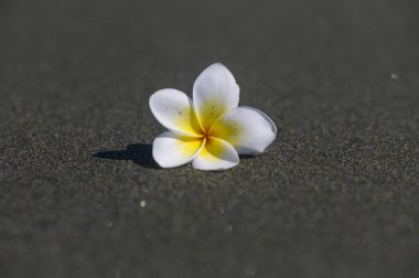 Parlak beyaz begonviller yazın Kıbrıs 'ın güzel kıyıları boyunca sıcak kumda dinlenirler..