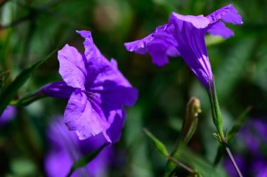 Mavi çan biçimli çiçeklerin detaylı makrosu, yaz güneşinde yaprakların yumuşak dokusunu ve doğal güzelliği vurguluyor..