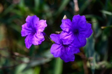 Kıbrıs 'ta ılık Akdeniz güneşi altında açan iki narin mor çan çiçeği zarafet ve doğal güzelliği simgeliyor..