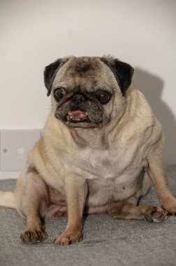 Yaşlı bir pug köpeği rahat bir şekilde koltukta oturuyor, sakin ve rahat görünüyor..