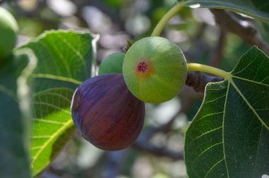 Kıbrıs 'ta bir dalda büyüyen incirin makro çekimi, organik çiftçiliği temsil eden sıcak Akdeniz güneşi altında ele geçirildi.