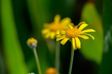 Kıbrıs 'ın ılık Akdeniz ikliminde açan parlak sarı papatyalar bahar güzelliğini ve doğal cazibesini simgeliyor..