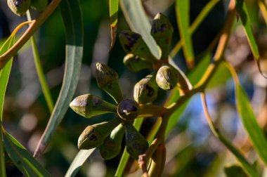 Kıbrıs 'taki bir şubede işlenmemiş okaliptüs tomurcuklanıyor. Botanik yakın çekim erken çiçek aşamasını, Akdeniz bitki örtüsünü ve egzotik bitki yaşamını gösteriyor.