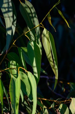Kıbrıs 'ta okaliptüs yapraklarından süzülen güneş ışığı. Ekoloji kavramı, temiz çevre, Akdeniz biyolojik çeşitliliği ve doğal tazelik.
