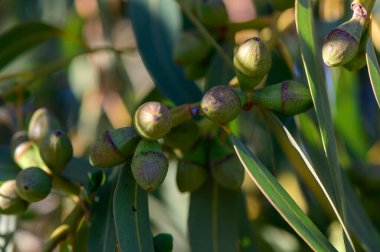 Kıbrıs 'ta bir dalda kapalı okaliptüs çiçeği tomurcukları. Akdeniz florası, egzotik bitkiler, botanik ve doğal biyolojik çeşitlilik kavramı.