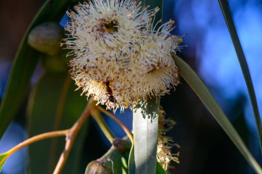 Kıbrıs 'taki okaliptüs çiçeğiyle etkileşime giren karıncaların makro fotoğrafı.