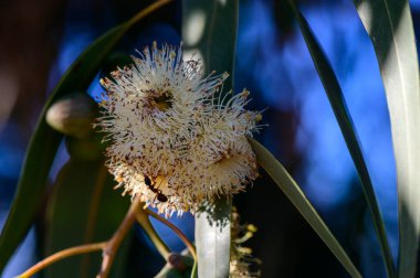 Kıbrıs 'ta çiçek açan okaliptüs çiçeğine yakın plan.