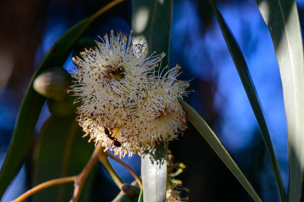 Крупный план муравья на цветущем цветке эвкалипта на Кипре.