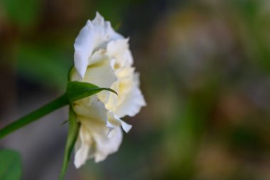 Kıbrıs Bahçesinde Çiçek açan zarif Beyaz Gül