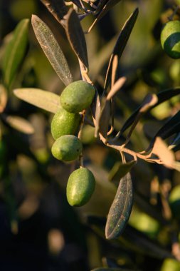 Kıbrıs 'ta gün batımında yeşil meyveli zeytin dalı. Bir Akdeniz barış, gelenek ve doğal uyumun sembolü..