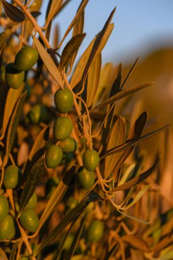 Akşam ışığında zeytin dalında sallanan yeşil zeytinler. Petrol, mutfak ve sağlıklı yaşam tarzı için Akdeniz 'in temel bileşeni.