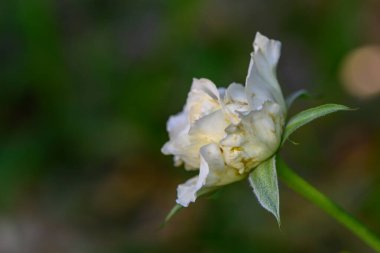 Kıbrıs 'ta yeşil bir arka planda çiçek açan güzel beyaz bir gül. Saflık, doğa, bahçıvanlık ve Akdeniz yaşam tarzı konuları için ideal.