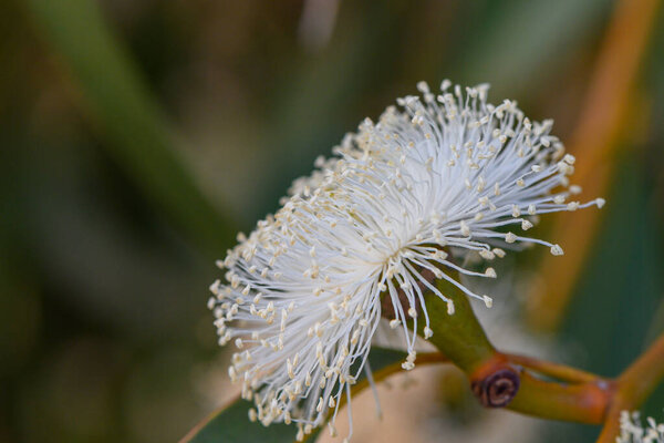 Цветущий эвкалиптовый цветок на зеленой ветке в естественном свете, символ средиземноморской флоры и летнего сезона.