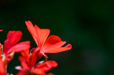 Kıbrıs 'ta güneşli Akdeniz semalarında açan güzel kırmızı sardunya çiçekleri. Yazın, seyahatin ve doğal güzelliğin sembolü.