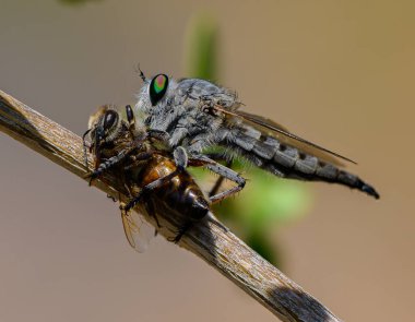 Hırsız, Kıbrıs 'ta Ağaç Dalında Arı Avıyla Uçuyor